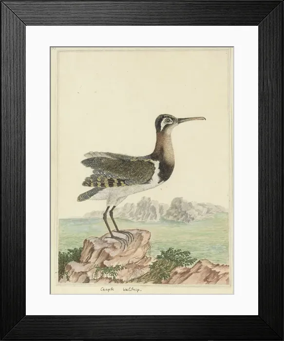 Framed Print : Rostratula benghalensis (Greater painted-snipe), 1777-1786. Creator: Robert Jacob Gordon Framed Print : Rostratula benghalensis (Greater painted-snipe), 1777-1786. Creator: Robert Jacob Gordon