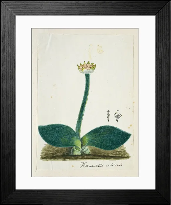Framed Print : Haemanthus albiflos (Paintbrush), 1777-1786. Creator: Robert Jacob Gordon Framed Print : Haemanthus albiflos (Paintbrush), 1777-1786. Creator: Robert Jacob Gordon