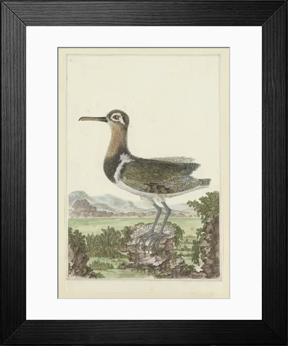 Framed Print : Rostratula benghalensis (Greater painted-snipe), 1777-1786. Creator: Robert Jacob Gordon Framed Print : Rostratula benghalensis (Greater painted-snipe), 1777-1786. Creator: Robert Jacob Gordon