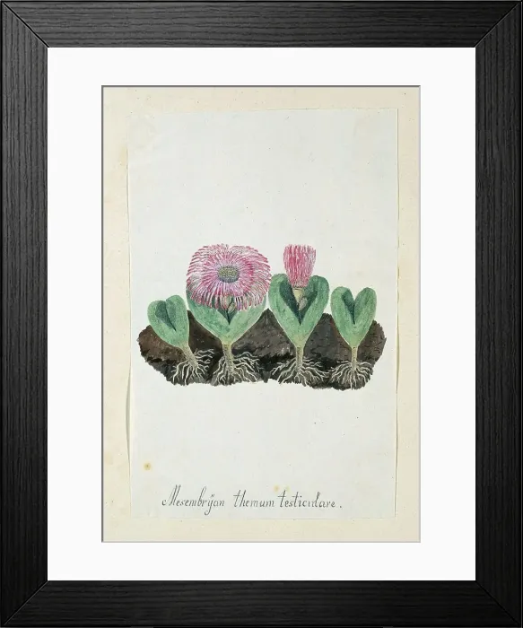 Framed Print : Mesembryanthemum Testiculare, 1777-1786. Creator: Robert Jacob Gordon Framed Print : Mesembryanthemum Testiculare, 1777-1786. Creator: Robert Jacob Gordon