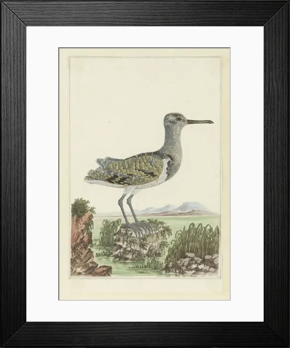 Framed Print : Rostratula benghalensis (Greater painted-snipe) in a detailed landscape, 1777-1786. Creator: Robert Jacob Gordon Framed Print : Rostratula benghalensis (Greater painted-snipe) in a detailed landscape, 1777-1786. Creator: Robert Jacob Gordon