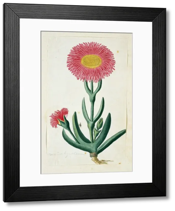 Framed Print : Carpobrotus Quadrifidus L. Bolus, 1777-1786. Creator: Robert Jacob Gordon Framed Print : Carpobrotus Quadrifidus L. Bolus, 1777-1786. Creator: Robert Jacob Gordon