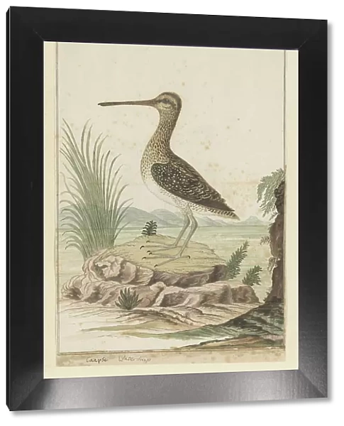 Gallinago nigripennis (African snipe), 1777-1786. Creator: Robert Jacob Gordon
