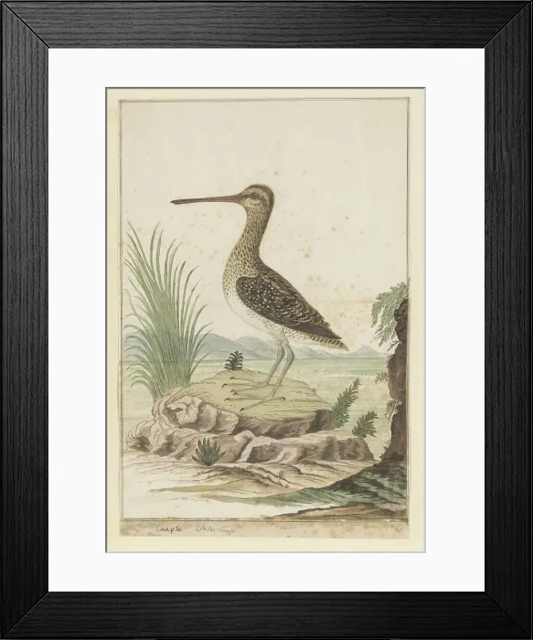 Framed Print : Gallinago nigripennis (African snipe), 1777-1786. Creator: Robert Jacob Gordon Framed Print : Gallinago nigripennis (African snipe), 1777-1786. Creator: Robert Jacob Gordon