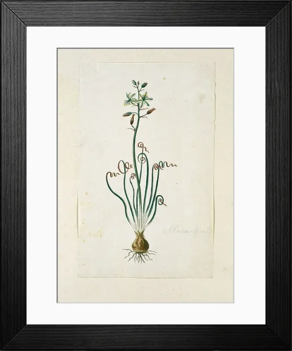 Framed Print : Ornithogalum Polyphyllum Jacq, 1777-1786. Creator: Robert Jacob Gordon Framed Print : Ornithogalum Polyphyllum Jacq, 1777-1786. Creator: Robert Jacob Gordon