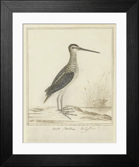 Framed Print : Gallinago nigripennis nigripennis (African snipe), 1777-1786. Creator: Robert Jacob Gordon Framed Print : Gallinago nigripennis nigripennis (African snipe), 1777-1786. Creator: Robert Jacob Gordon