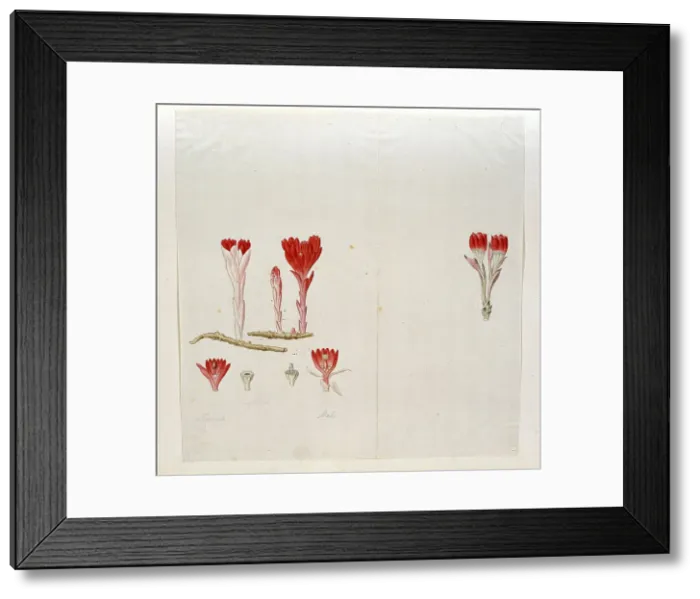 Framed Print : Cytinus Sanguineus (Thunb.) Faurc. 1777-1786. Creator: Robert Jacob Gordon Framed Print : Cytinus Sanguineus (Thunb.) Faurc. 1777-1786. Creator: Robert Jacob Gordon