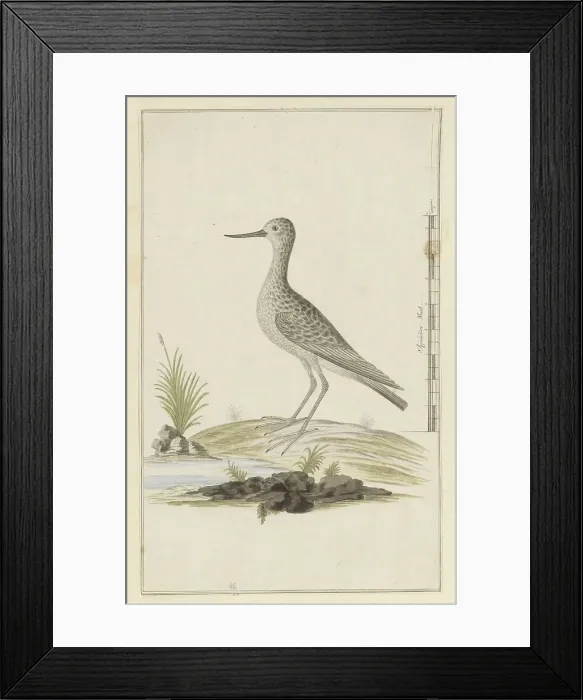 Framed Print : Tringa nebularia (Common greenshank), 1777-1786. Creator: Robert Jacob Gordon Framed Print : Tringa nebularia (Common greenshank), 1777-1786. Creator: Robert Jacob Gordon