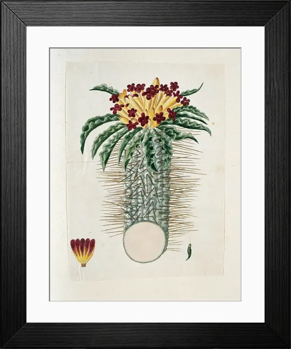 Framed Print : Pachypodium Namaquanum (Wylie ex. Harv.) Well (halfmens), 1778-1786. Creator: Robert Jacob Gordon Framed Print : Pachypodium Namaquanum (Wylie ex. Harv.) Well (halfmens), 1778-1786. Creator: Robert Jacob Gordon