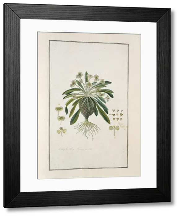 Framed Print : Euphorbia Bupleurifolia Jacq. 1777-1786. Creator: Robert Jacob Gordon Framed Print : Euphorbia Bupleurifolia Jacq. 1777-1786. Creator: Robert Jacob Gordon
