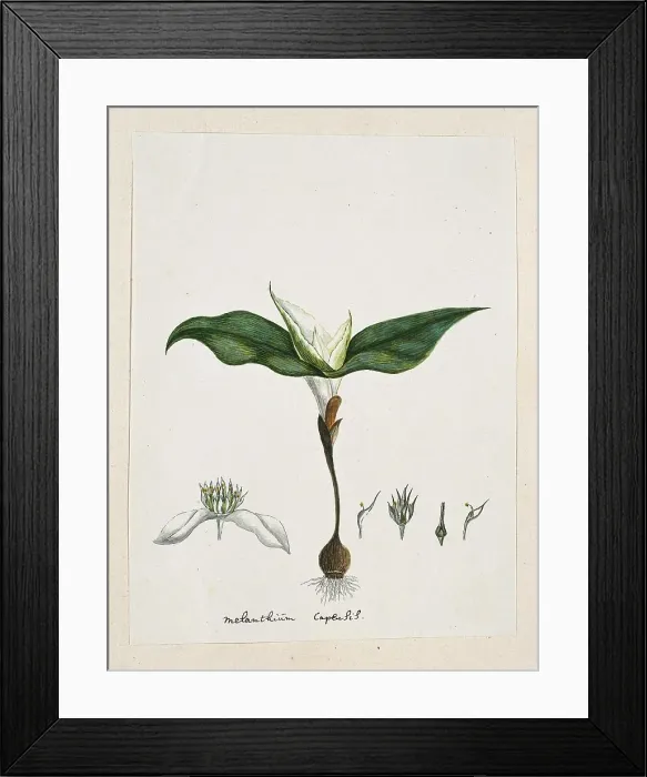 Framed Print : Androcymbium capense (L.) Krause. 1777-1786. Creator: Robert Jacob Gordon Framed Print : Androcymbium capense (L.) Krause. 1777-1786. Creator: Robert Jacob Gordon