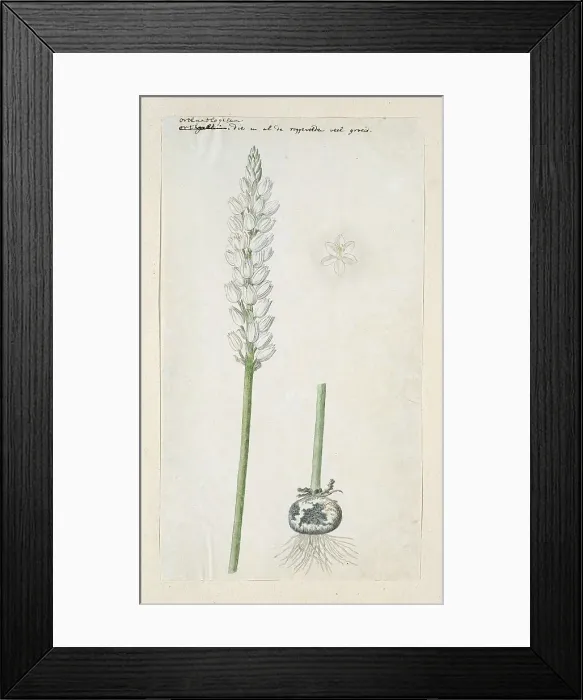 Framed Print : Ornithogalum conicum Jacq. 1778-1786. Creator: Robert Jacob Gordon Framed Print : Ornithogalum conicum Jacq. 1778-1786. Creator: Robert Jacob Gordon