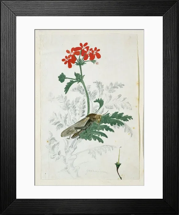 Framed Print : Pelargonium fulgidum L'Hérit, with a Gryllida (cricket), 1777-1786. Creator: Robert Jacob Gordon Framed Print : Pelargonium fulgidum L'Hérit, with a Gryllida (cricket), 1777-1786. Creator: Robert Jacob Gordon