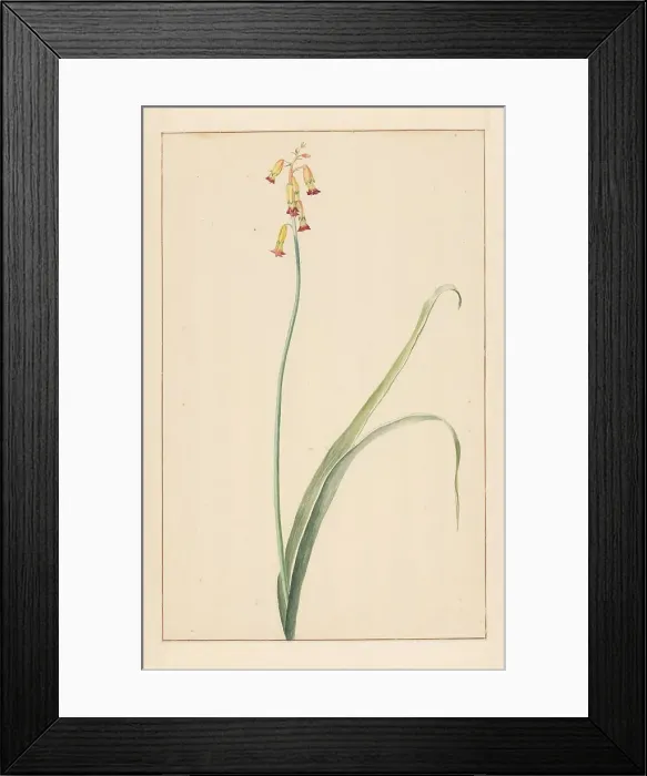 Framed Print : Hyacinth, 1746-1811. Creator: Vincent Jansz. van der Vinne Framed Print : Hyacinth, 1746-1811. Creator: Vincent Jansz. van der Vinne
