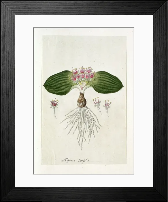 Framed Print : Massonia Depressa Houtt, 1777-1786. Creator: Robert Jacob Gordon Framed Print : Massonia Depressa Houtt, 1777-1786. Creator: Robert Jacob Gordon