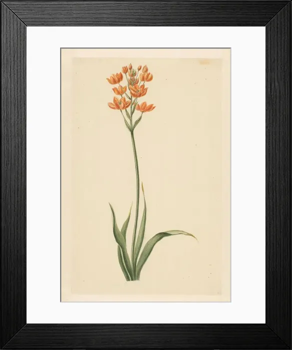 Framed Print : Southern wind lily, 1779. Creator: Vincent Jansz. van der Vinne Framed Print : Southern wind lily, 1779. Creator: Vincent Jansz. van der Vinne