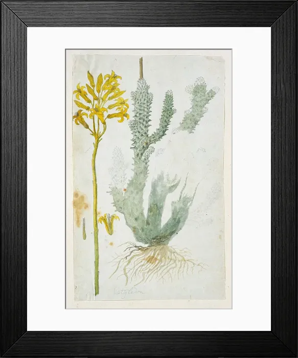 Framed Print : Tylecodon cacalioides (L.F.), 1777-1786. Creator: Robert Jacob Gordon Framed Print : Tylecodon cacalioides (L.F.), 1777-1786. Creator: Robert Jacob Gordon