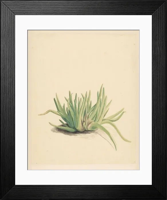 Framed Print : Ice plant, 1746-1811. Creator: Vincent Jansz. van der Vinne Framed Print : Ice plant, 1746-1811. Creator: Vincent Jansz. van der Vinne