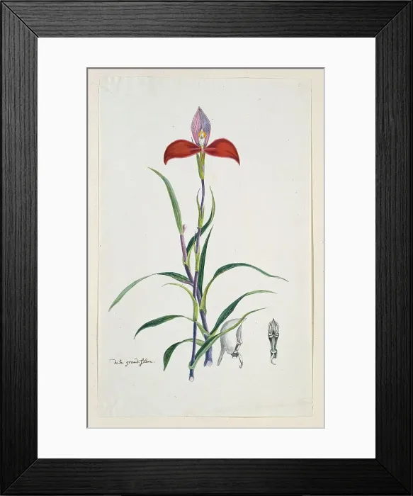 Framed Print : Disa uniflora Bergius (Red disa; or Pride of Table Mountain), 1777-1786. Creator: Robert Jacob Gordon Framed Print : Disa uniflora Bergius (Red disa; or Pride of Table Mountain), 1777-1786. Creator: Robert Jacob Gordon