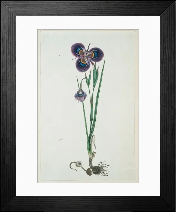 Framed Print : Moraea villosa Ker-Gawl. (Cape tulip), 1777-1786. Creator: Robert Jacob Gordon Framed Print : Moraea villosa Ker-Gawl. (Cape tulip), 1777-1786. Creator: Robert Jacob Gordon
