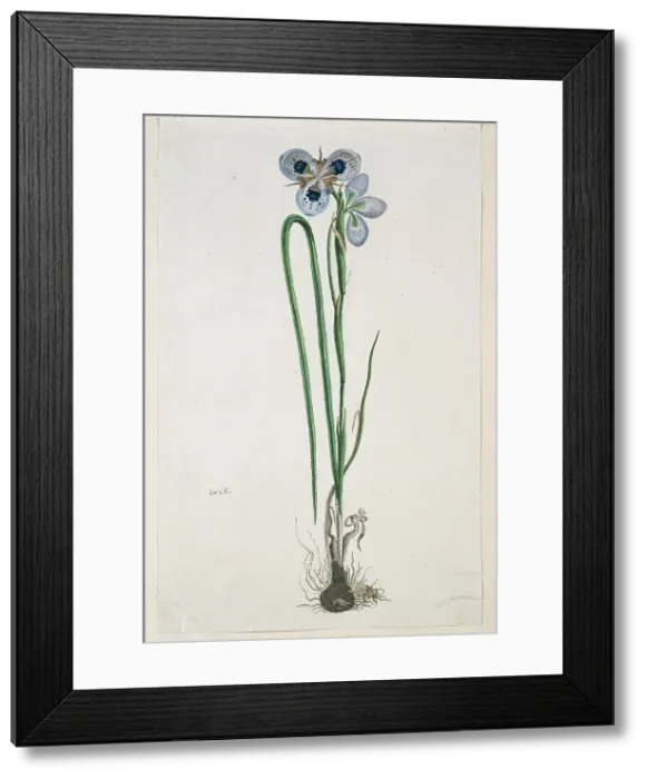 Framed Print : Moraea aristata (D. Delaroche) Aschers & Graebn. (Blue-eyed uintjie), 1777-1786. Creator: Robert Jacob Gordon. Moraea aristata (D. Delaroche) Aschers & Graebn. (Blue-eyed uintjie), 1777-1786. Creator: Robert Jacob Gordon Framed Print : Moraea aristata (D. Delaroche) Aschers & Graebn. (Blue-eyed uintjie), 1777-1786. Creator: Robert Jacob Gordon. Moraea aristata (D. Delaroche) Aschers & Graebn. (Blue-eyed uintjie), 1777-1786. Creator: Robert Jacob Gordon