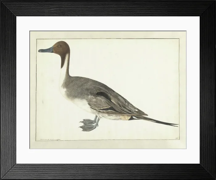 Framed Print : Drake Pintail, 1682. Creator: Rochus van Veen Framed Print : Drake Pintail, 1682. Creator: Rochus van Veen