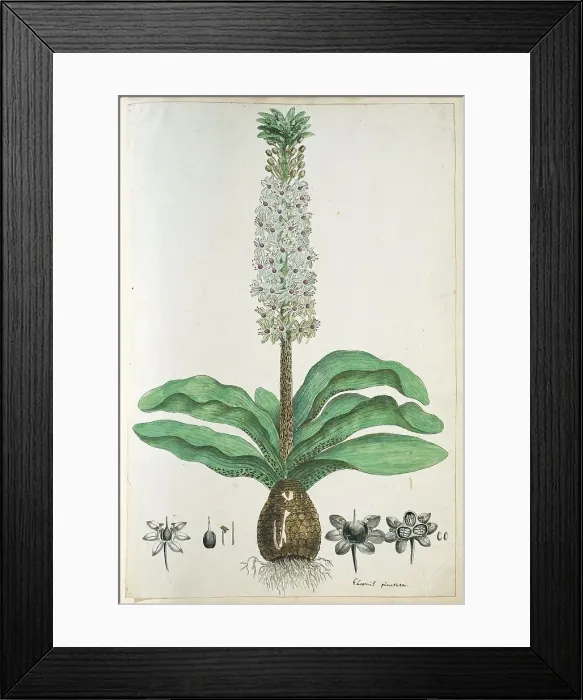 Framed Print : Eucomis humilis Bak. (Pineapple flower or Kuifplant), 1777-1786. Creator: Robert Jacob Gordon Framed Print : Eucomis humilis Bak. (Pineapple flower or Kuifplant), 1777-1786. Creator: Robert Jacob Gordon