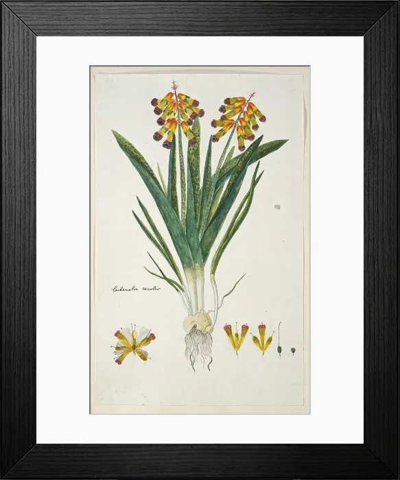 Framed Print : Lachenalia aloides (L.f.) Engl. var. quadricolor (Opal flower), 1777-1786. Creator: Robert Jacob Gordon Framed Print : Lachenalia aloides (L.f.) Engl. var. quadricolor (Opal flower), 1777-1786. Creator: Robert Jacob Gordon