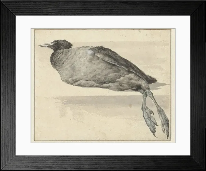 Framed Print : Dead coot, 1649-1709. Creator: Rochus van Veen Framed Print : Dead coot, 1649-1709. Creator: Rochus van Veen
