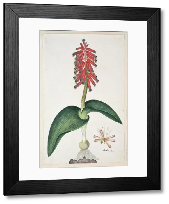 Framed Print : Lachenalia bulbifera (Cirillo) Engl. 1777-1786. Creator: Robert Jacob Gordon Framed Print : Lachenalia bulbifera (Cirillo) Engl. 1777-1786. Creator: Robert Jacob Gordon