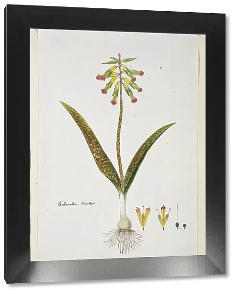 Lachenalia aloides (L.f.) Engl. var. aloides (Opal flowers), 1777-1786. Creator: Robert Jacob Gordon