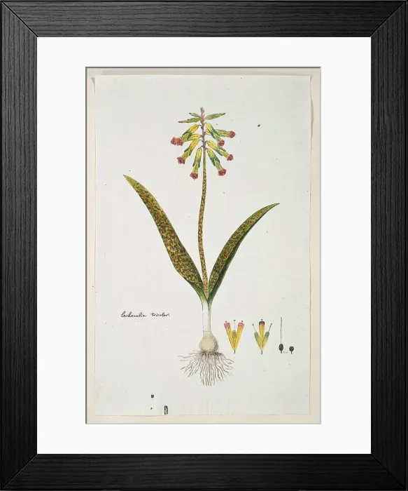 Framed Print : Lachenalia aloides (L.f.) Engl. var. aloides (Opal flowers), 1777-1786. Creator: Robert Jacob Gordon Framed Print : Lachenalia aloides (L.f.) Engl. var. aloides (Opal flowers), 1777-1786. Creator: Robert Jacob Gordon