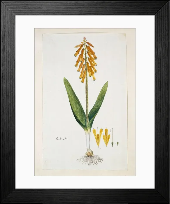 Framed Print : Lachenalia aloides (L.f.) Engl. var. aurea (Opal flower), 1777-1786. Creator: Robert Jacob Gordon Framed Print : Lachenalia aloides (L.f.) Engl. var. aurea (Opal flower), 1777-1786. Creator: Robert Jacob Gordon