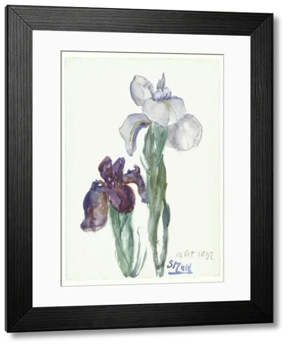 Framed Print : Irises, 1897. Creator: Sina Mesdag van Houten Framed Print : Irises, 1897. Creator: Sina Mesdag van Houten