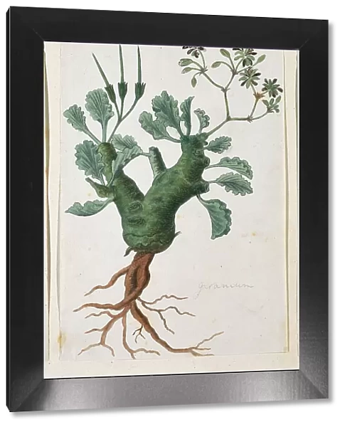 Pelargonium klinghartense Knuth, 1777-1786. Creator: Robert Jacob Gordon