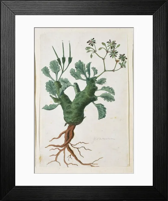 Framed Print : Pelargonium klinghartense Knuth, 1777-1786. Creator: Robert Jacob Gordon Framed Print : Pelargonium klinghartense Knuth, 1777-1786. Creator: Robert Jacob Gordon
