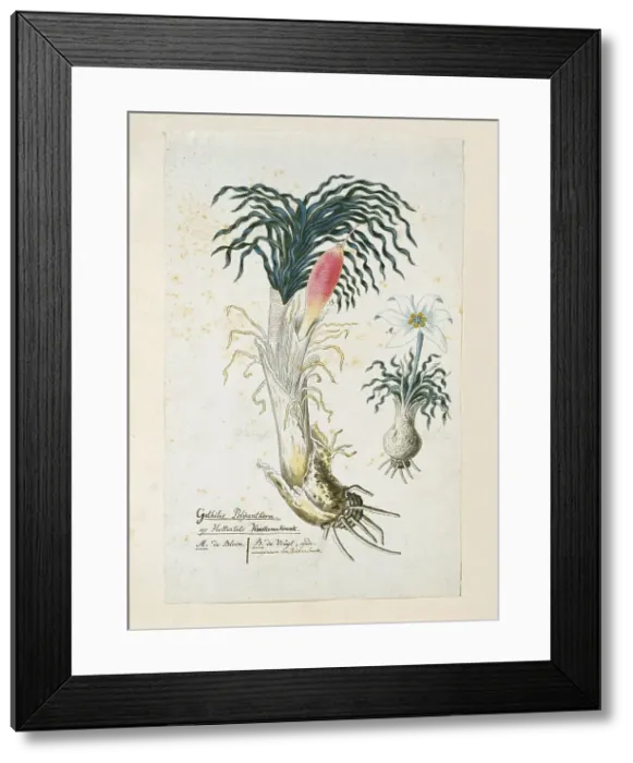Framed Print : Gethyllis ciliaris (Koekemakranka), 1777-1786. Creator: Robert Jacob Gordon Framed Print : Gethyllis ciliaris (Koekemakranka), 1777-1786. Creator: Robert Jacob Gordon