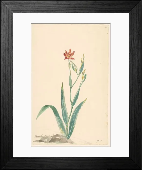 Framed Print : Leopard flower in a landscape, c.1775-c.1825. Creator: Willem van Leen Framed Print : Leopard flower in a landscape, c.1775-c.1825. Creator: Willem van Leen