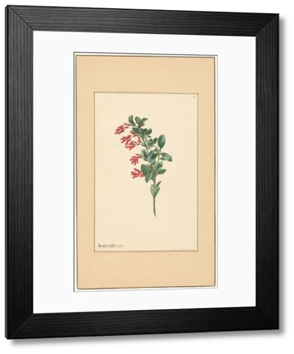 Framed Print : Branch of a barberry, c.1775-c.1825. Creator: Willem van Leen Framed Print : Branch of a barberry, c.1775-c.1825. Creator: Willem van Leen