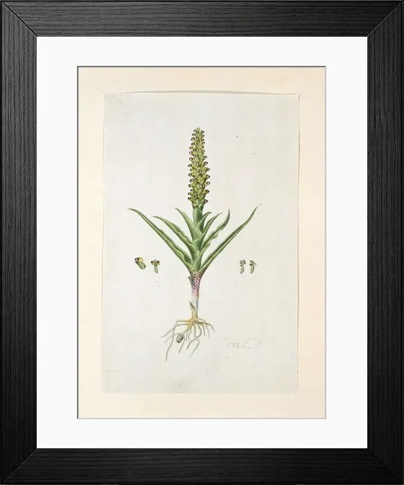 Framed Print : Corycium orobanchoides (L.F.) Swartz, 1777-1786. Creator: Robert Jacob Gordon Framed Print : Corycium orobanchoides (L.F.) Swartz, 1777-1786. Creator: Robert Jacob Gordon