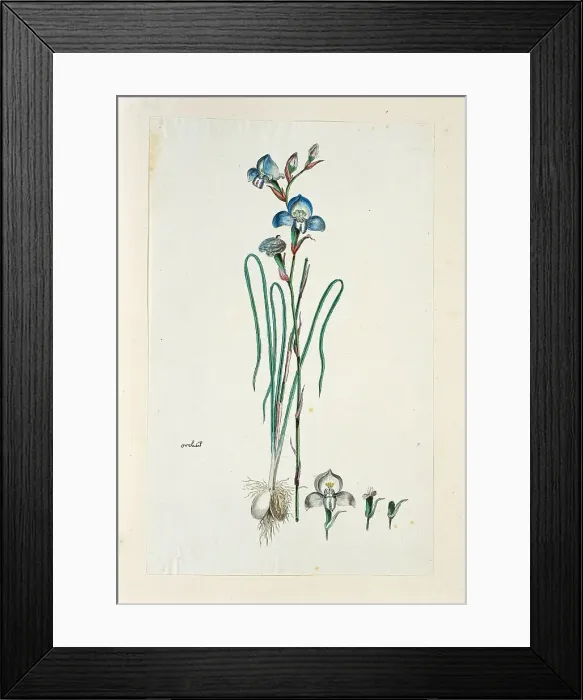 Framed Print : Disa graminiflolia Ker Gawl. Ex Spreng. (Blue disa), 1777-1786. Creator: Robert Jacob Gordon Framed Print : Disa graminiflolia Ker Gawl. Ex Spreng. (Blue disa), 1777-1786. Creator: Robert Jacob Gordon