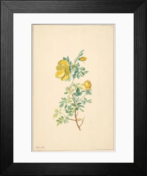 Framed Print : Branch of a yellow rose (rosa lutea), c.1775-c.1825. Creator: Willem van Leen Framed Print : Branch of a yellow rose (rosa lutea), c.1775-c.1825. Creator: Willem van Leen