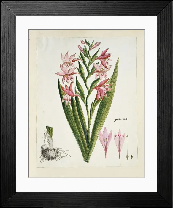 Framed Print : Gladiolus carneus D. Delarochev (Painted lady), 1777-1786. Creator: Robert Jacob Gordon Framed Print : Gladiolus carneus D. Delarochev (Painted lady), 1777-1786. Creator: Robert Jacob Gordon