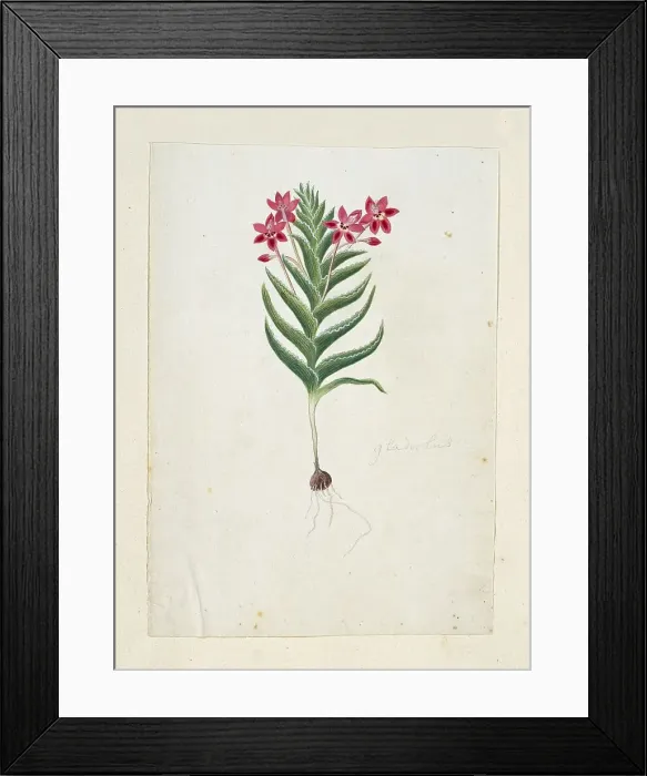 Framed Print : Lapeirousia silenoides (Jacq.) Ker Gawl. 1777-1786. Creator: Robert Jacob Gordon Framed Print : Lapeirousia silenoides (Jacq.) Ker Gawl. 1777-1786. Creator: Robert Jacob Gordon