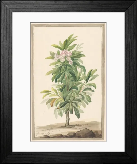Framed Print : Narrow -leaf spoon tree in landscape (Kalmia Angustifolio), c.1775-c.1825. Creator: Willem van Leen Framed Print : Narrow -leaf spoon tree in landscape (Kalmia Angustifolio), c.1775-c.1825. Creator: Willem van Leen
