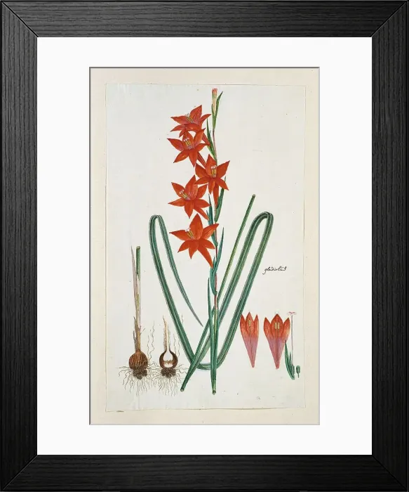 Framed Print : Gladiolus watsonius Thunb. (Watsonia Hysterantha), 1777-1786. Creator: Robert Jacob Gordon Framed Print : Gladiolus watsonius Thunb. (Watsonia Hysterantha), 1777-1786. Creator: Robert Jacob Gordon