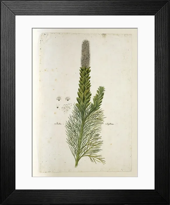 Framed Print : Paranomus sceptrum-gustavianus (Sparrm.) Hyllander (King Gustav's Skeptre), 1777-1786. Creator: Robert Jacob Gordon Framed Print : Paranomus sceptrum-gustavianus (Sparrm.) Hyllander (King Gustav's Skeptre), 1777-1786. Creator: Robert Jacob Gordon