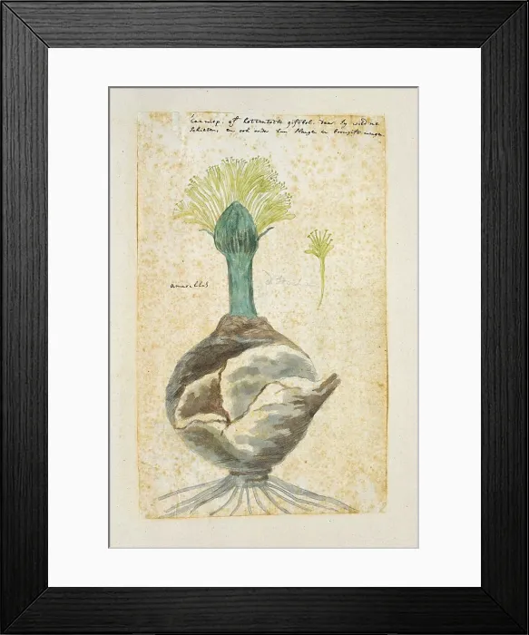 Framed Print : Boophone haemanthoides F.M. Leighton, formerly Amaryllis distycha (Bushman poison... 1777-1786. Creator: Robert Jacob Gordon) Framed Print : Boophone haemanthoides F.M. Leighton, formerly Amaryllis distycha (Bushman poison... 1777-1786. Creator: Robert Jacob Gordon)