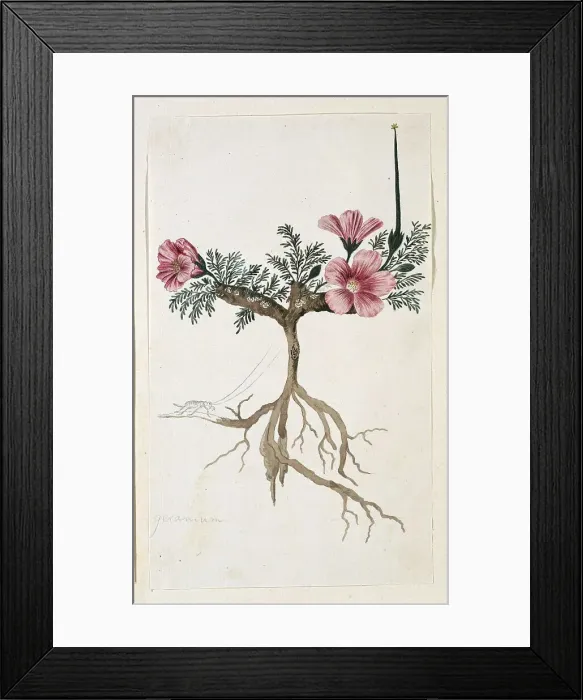 Framed Print : Monsonia multifidum E.Mey. ex Kunth (with an insect), 1777-1786. Creator: Robert Jacob Gordon Framed Print : Monsonia multifidum E.Mey. ex Kunth (with an insect), 1777-1786. Creator: Robert Jacob Gordon