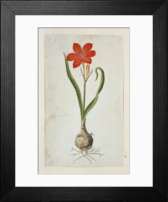 Framed Print : Cyrtanthus elatus (Jacq.) Traub (Flowering valotta; Fire lily; George lily), 1777-1786. Creator: Robert Jacob Gordon Framed Print : Cyrtanthus elatus (Jacq.) Traub (Flowering valotta; Fire lily; George lily), 1777-1786. Creator: Robert Jacob Gordon